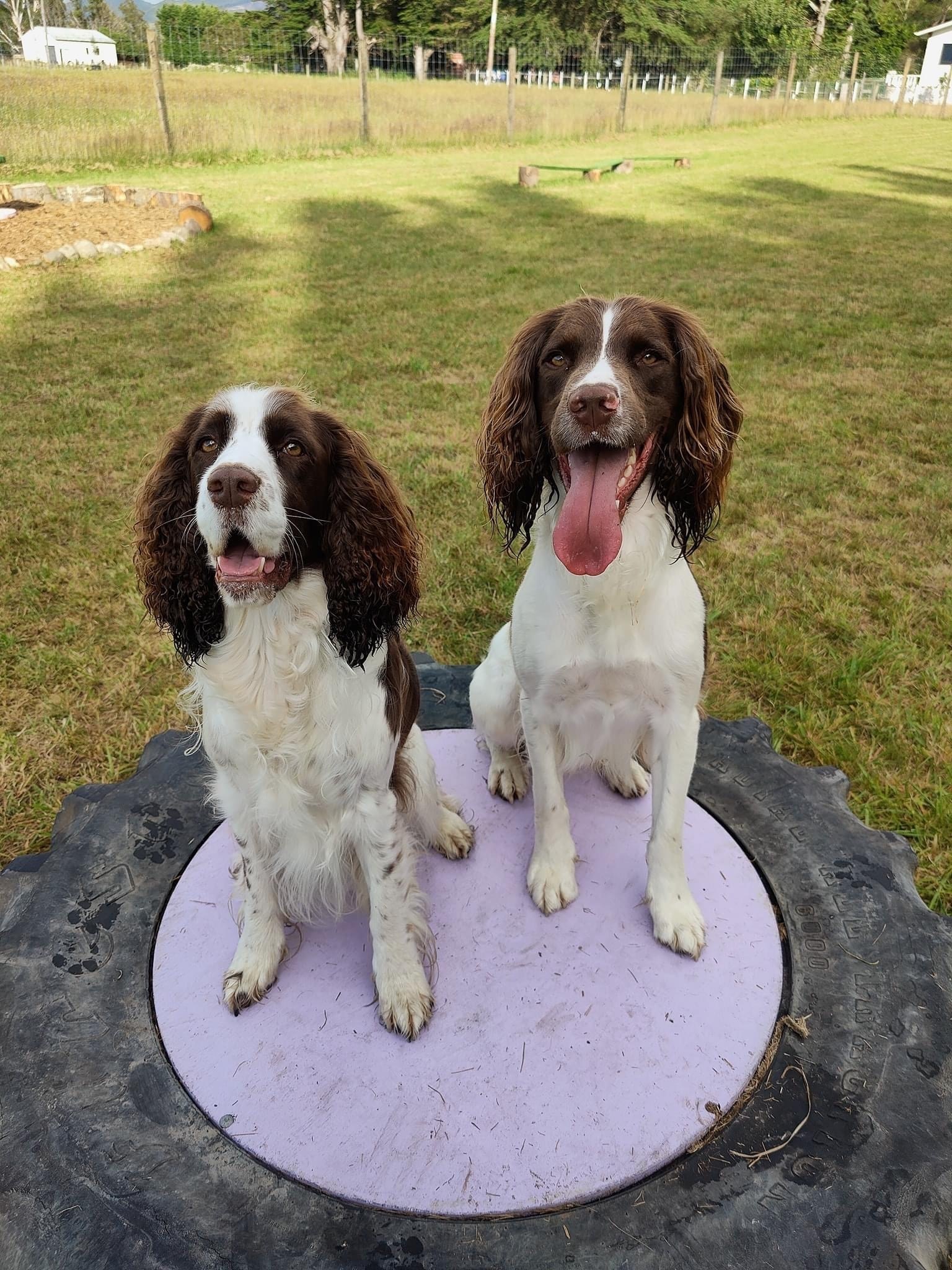 wagspot-private-dog-park